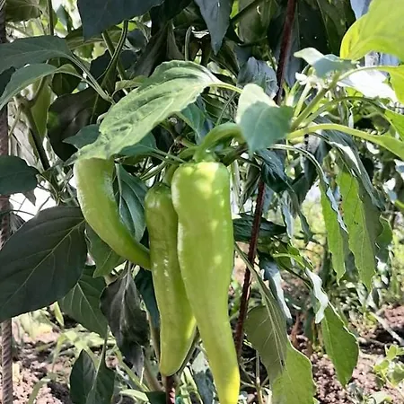 Alexandra's Kechria