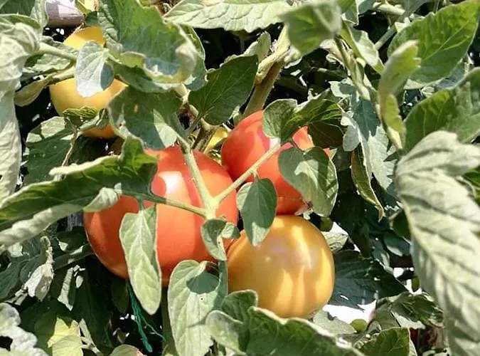 Alexandra's Appartamento *