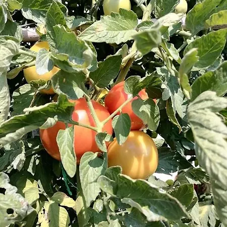 Alexandra's アパート *